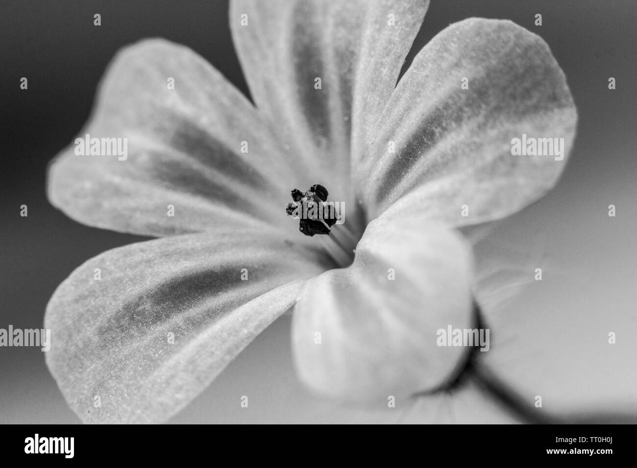 Blumen, schöne Nahaufnahmen von Blumen mit Flash Fotografie mit Canon Geschwindigkeit - Licht und Canon 600D mit 55-250-mm-Objektiv mit Makro adopter. Stockfoto