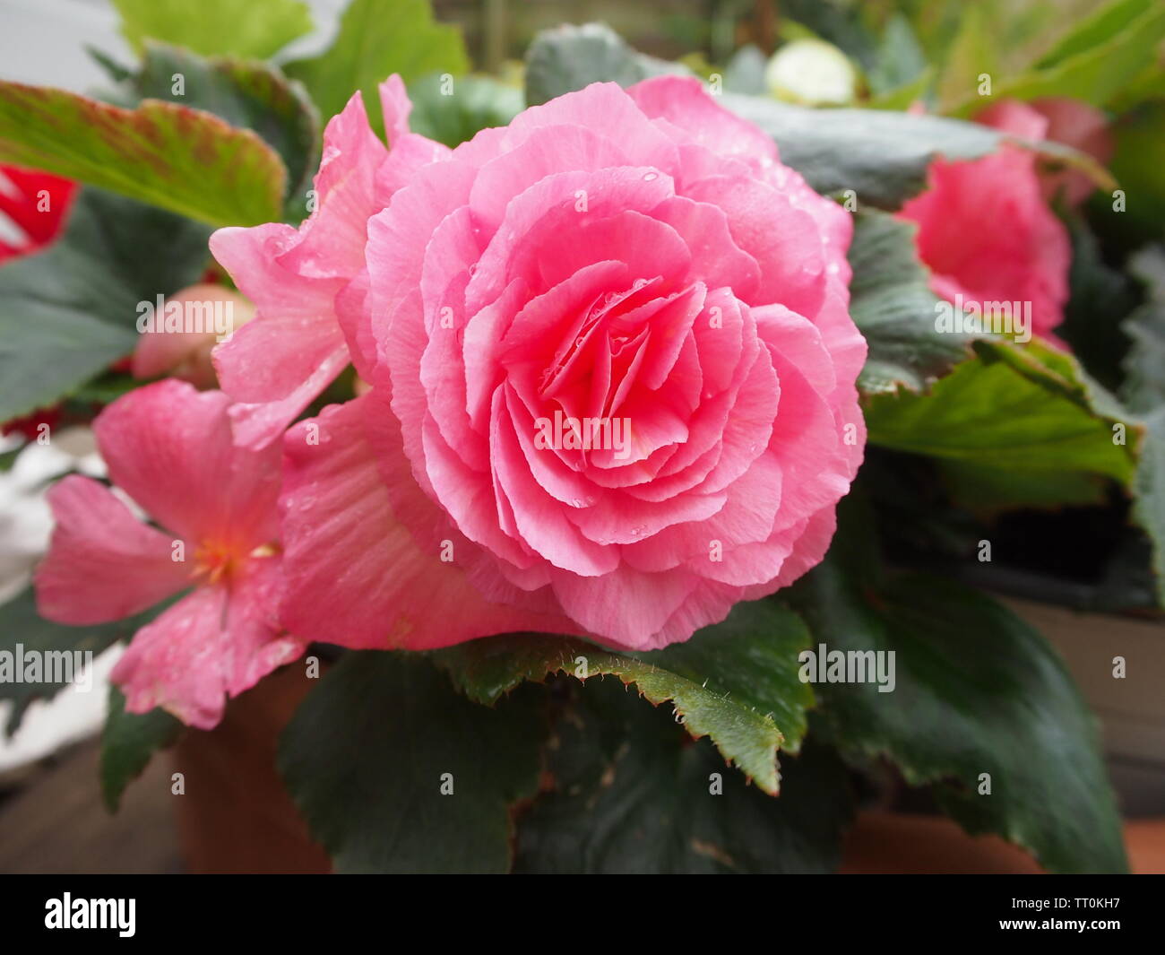 Rosa begonia Blume in voller Blüte mit Regentropfen Stockfoto