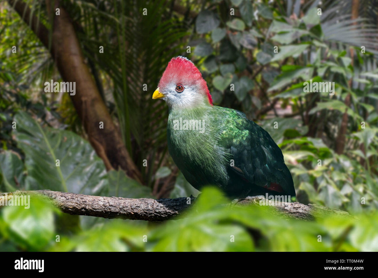 Red-Crested turaco (Tauraco erythrolophus) im Baum gehockt, frugivorous Vogel endemisch auf Western Angola, Afrika Stockfoto