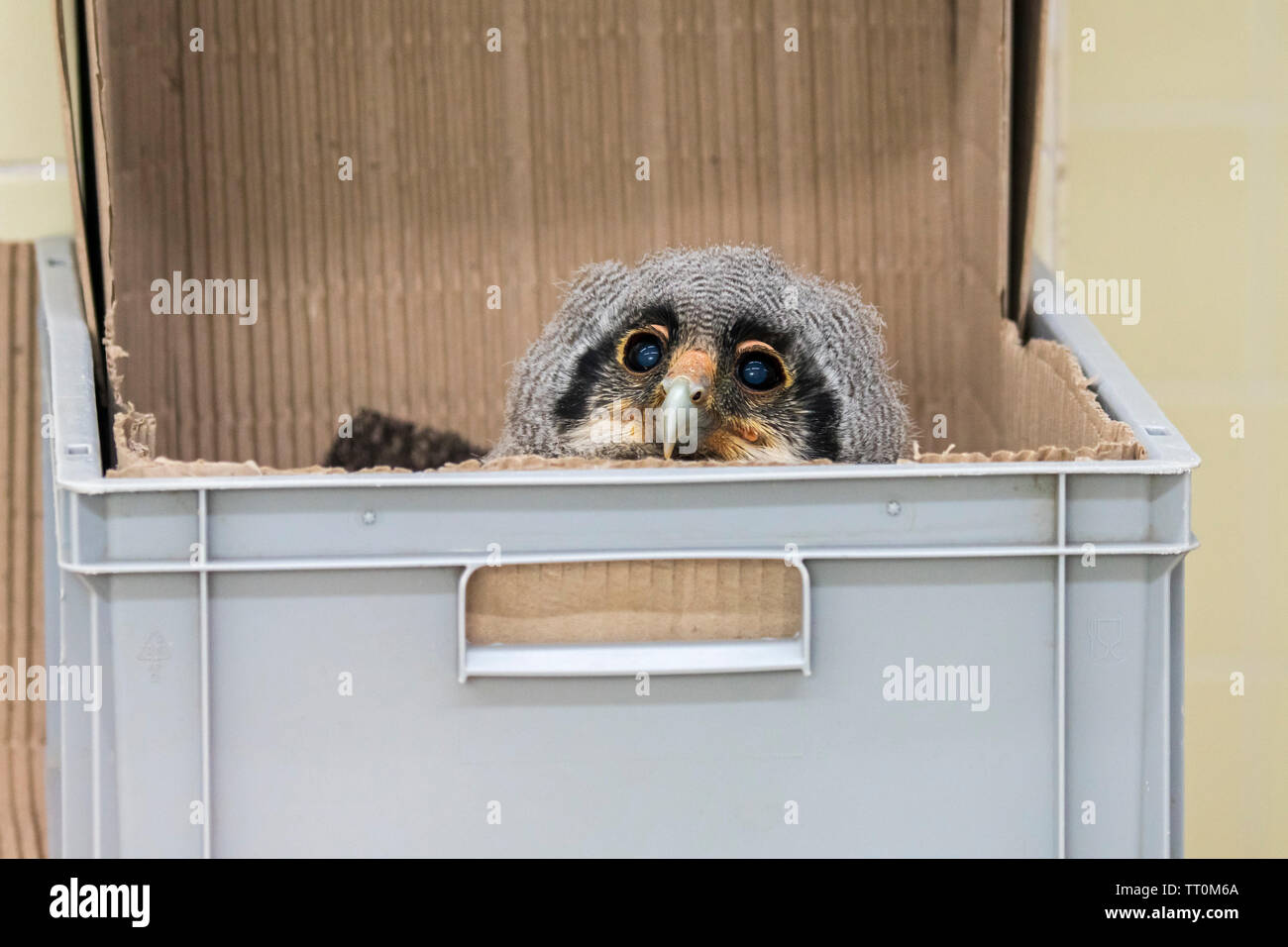 Sechs Wochen alte Verreaux's Uhu/milchig Uhu/giant Uhu (Bubo lacteus), Owlet in Kunststoffbox, die in der Gefangenschaft im Zoo geschlüpft Stockfoto