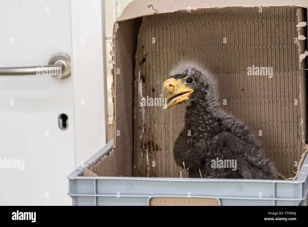 Ein Monat alt der Steller Seeadler (Haliaeetus pelagicus) Küken in der Box, die in der Gefangenschaft im Zoo geschlüpft Stockfoto