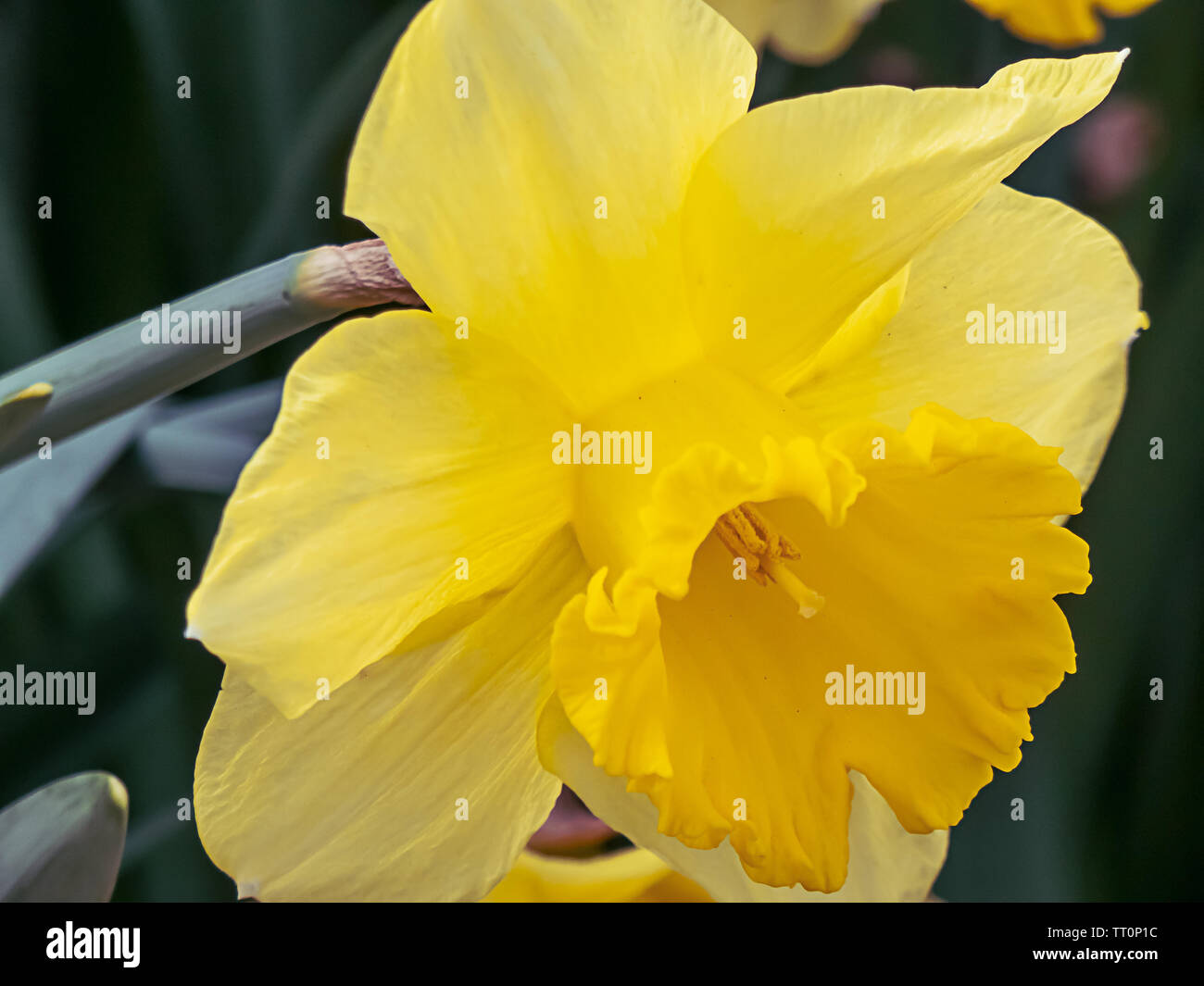 Einen einzigen hellen gelben doffodils in voller Blüte im Frühjahr Stockfoto