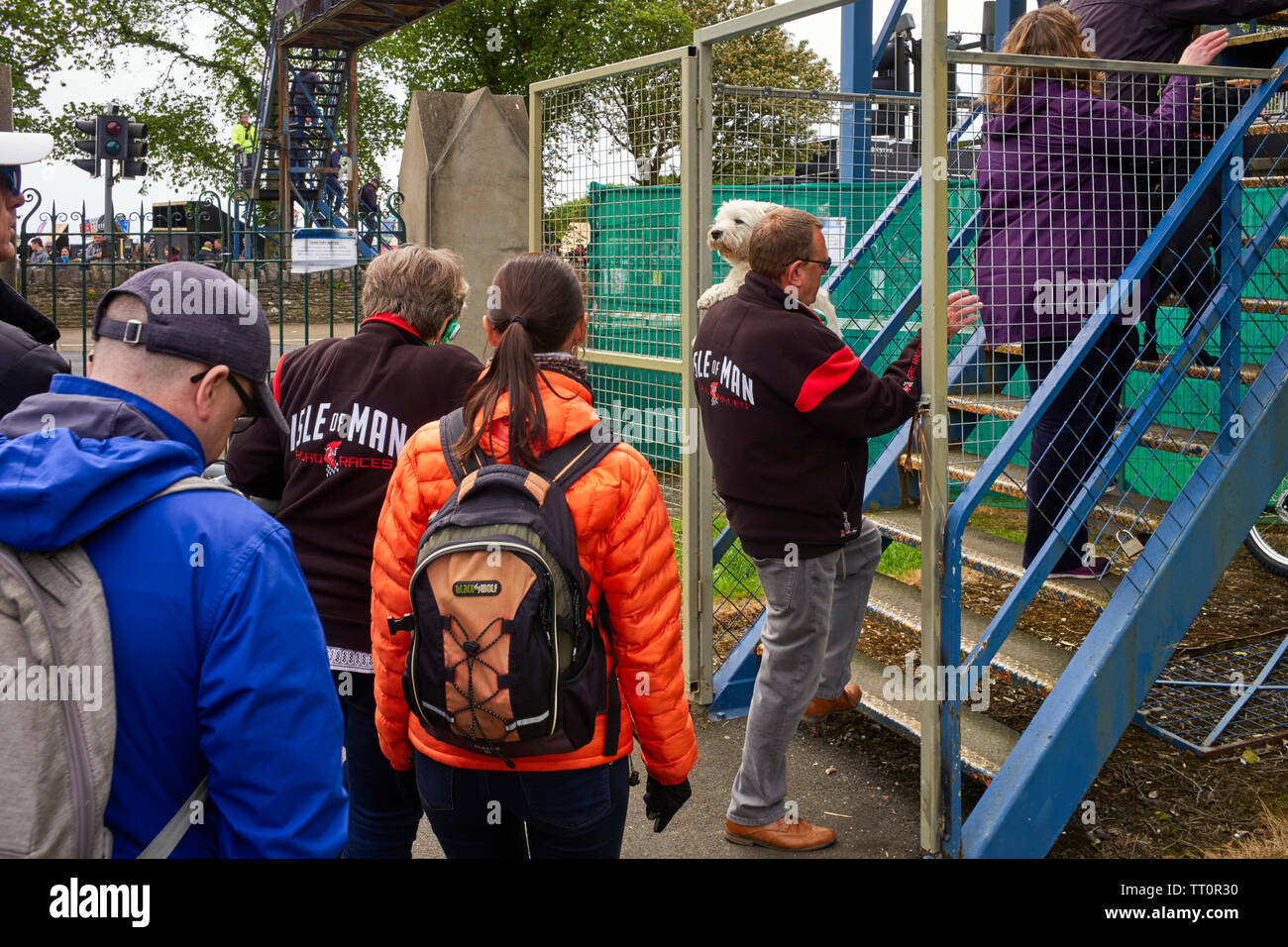 Hunde im TT Rennen, ein kleiner Hund über die Fußgängerbrücke am Ende des Rennens durchgeführt wird, während die Straßen immer noch geschlossen sind. Stockfoto