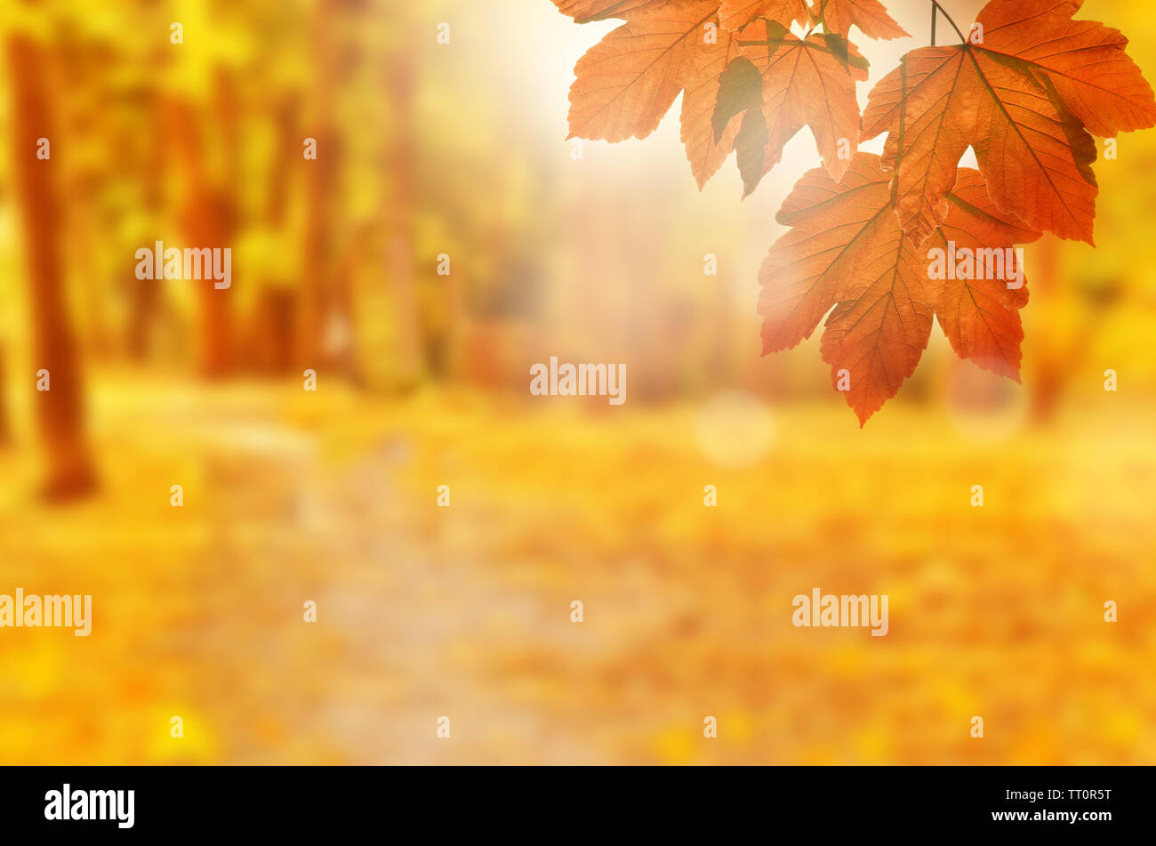 Herbst Hintergrund. Gelb Blatt im Herbst Park auf einem verschwommenen Hintergrund. Stockfoto