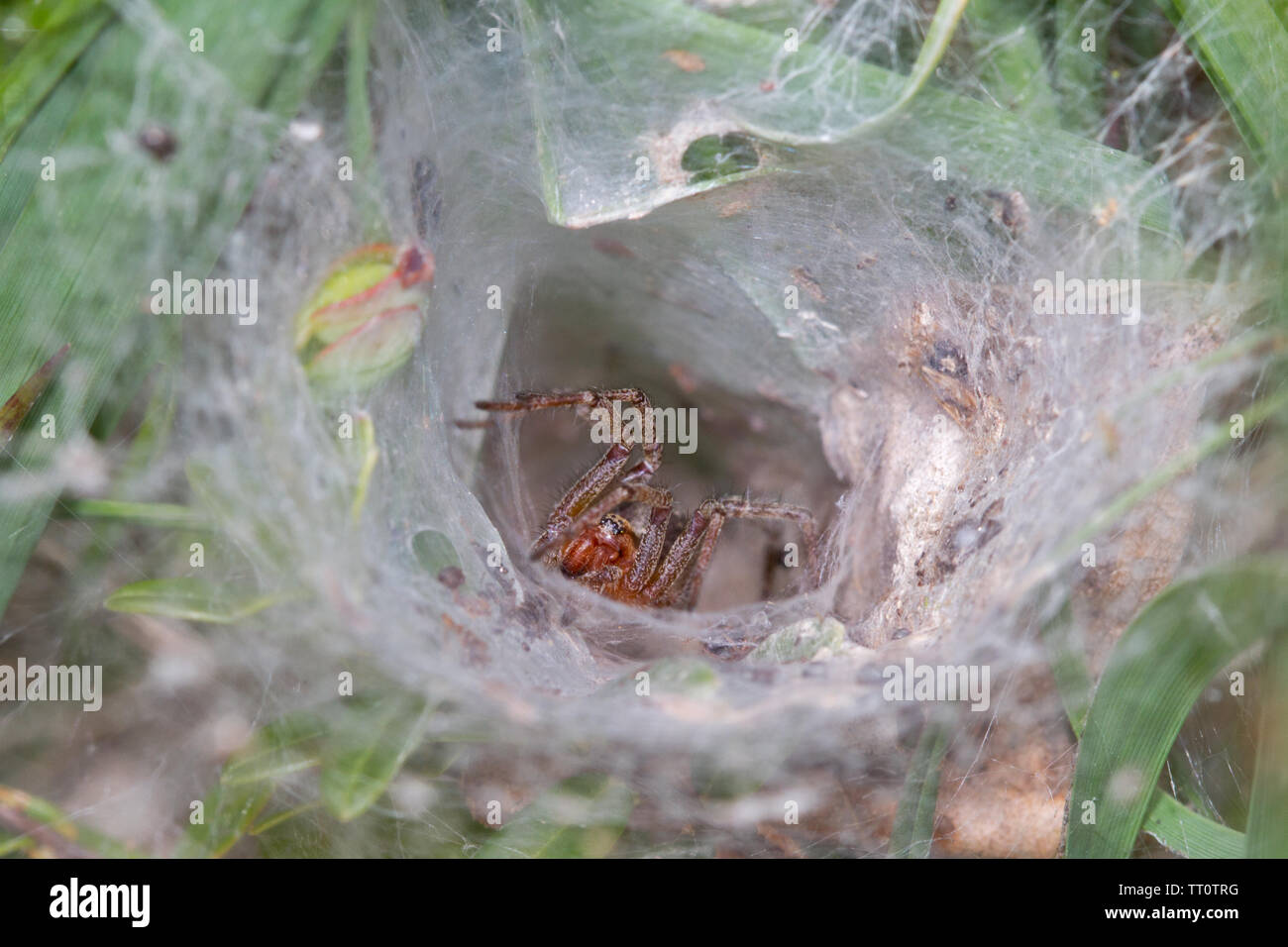 Funnel-Web spider, Agelena labyrinthica, wartet in seiner röhrenförmigen Rückzugsort für Beute Stockfoto
