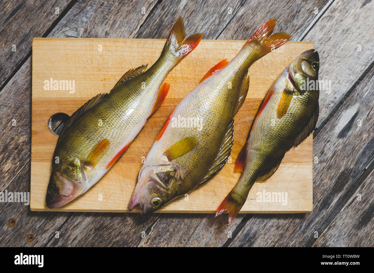 Fluss Bass auf dem Schneidebrett. Raubfische auf einer hölzernen Hintergrund, close-up. Stockfoto