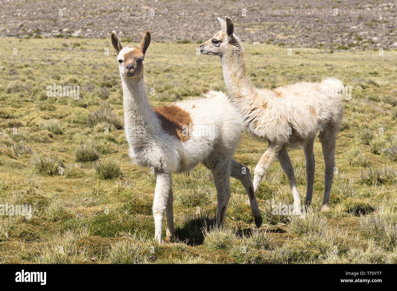 Paar junge Lamas am Salinas y Aguada Blanca National Reserve, Peru. Stockfoto