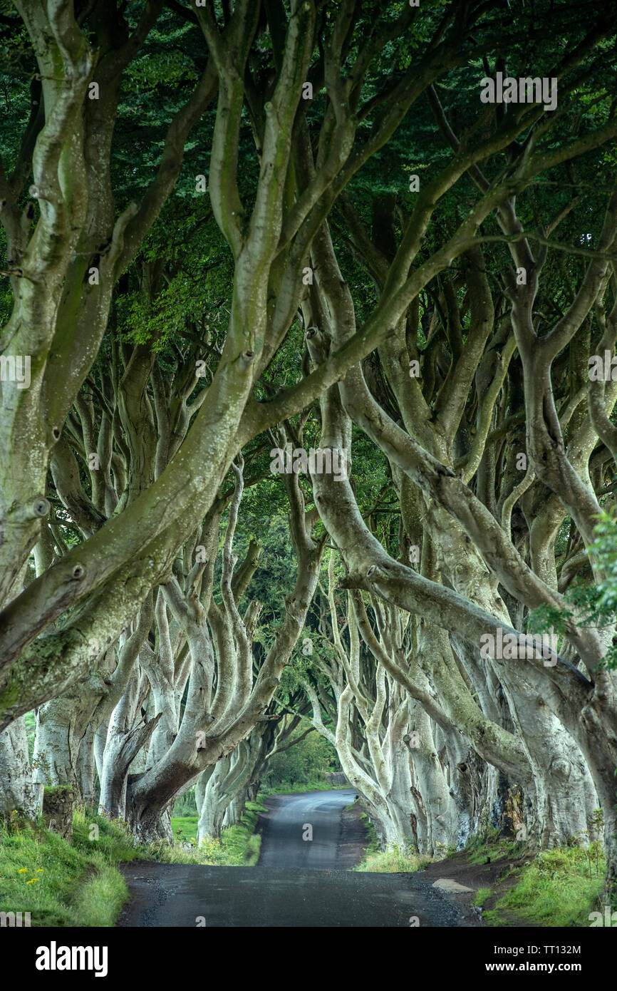 Die dunklen Hecken im County Antrim, Nordirland Stockfoto