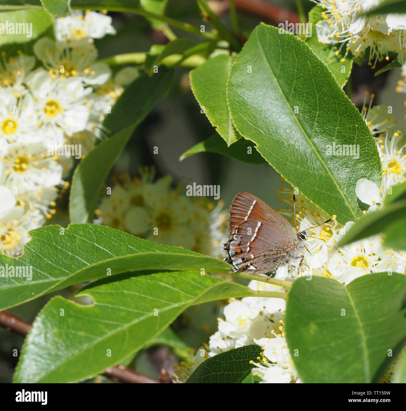 Siva Juniper Hairstreak Stockfoto
