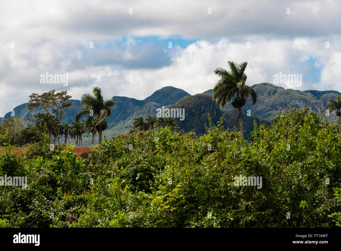 Traditionelle bäuerliche Landwirtschaft Szene mit Kalkstein mogotes im grünen Tal von Vinales, Vinales, Provinz Pinar del Rio, Kuba, Karibik Stockfoto