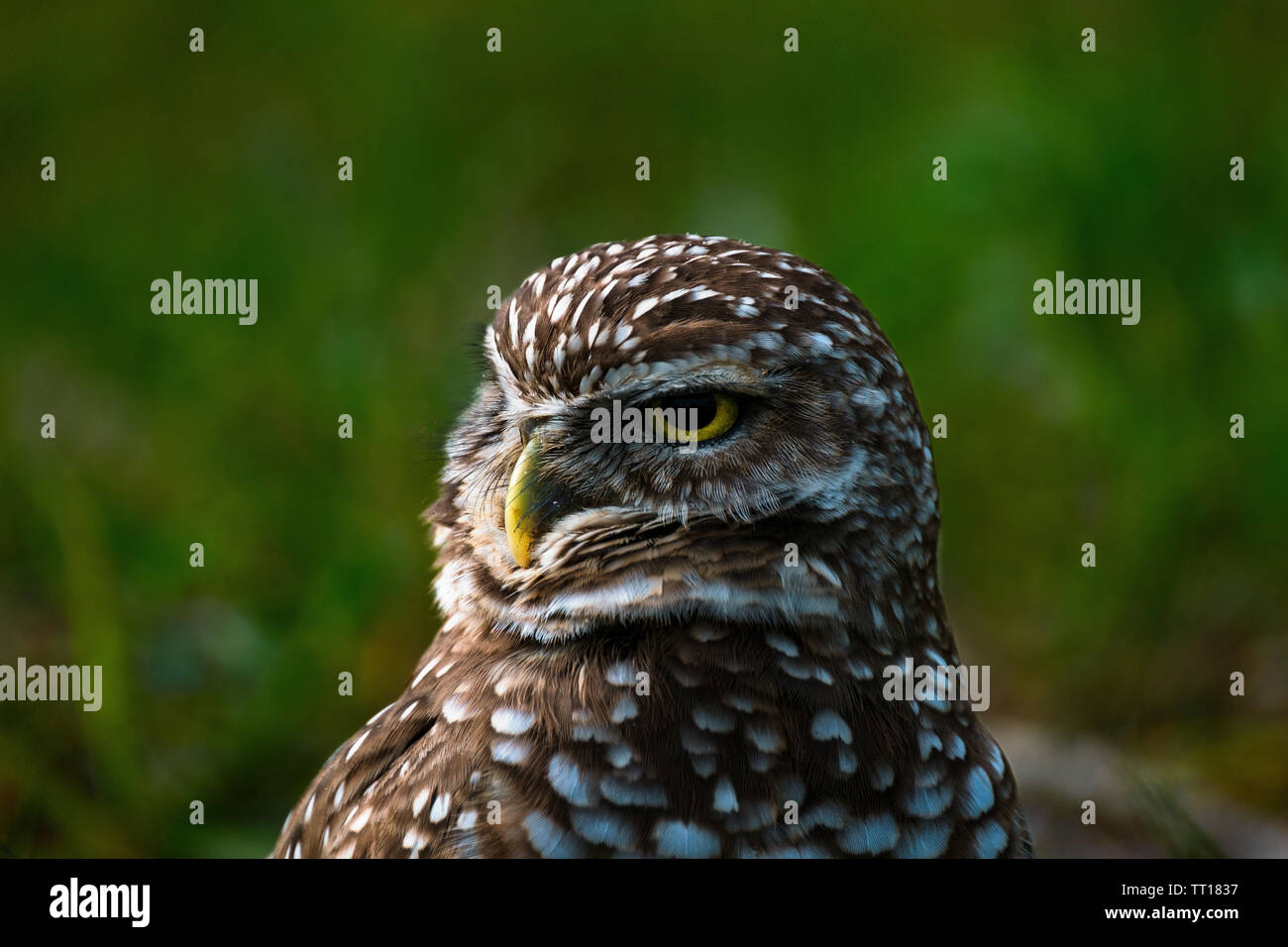 Eine grabende Owl's Nest zu schützen. Stockfoto