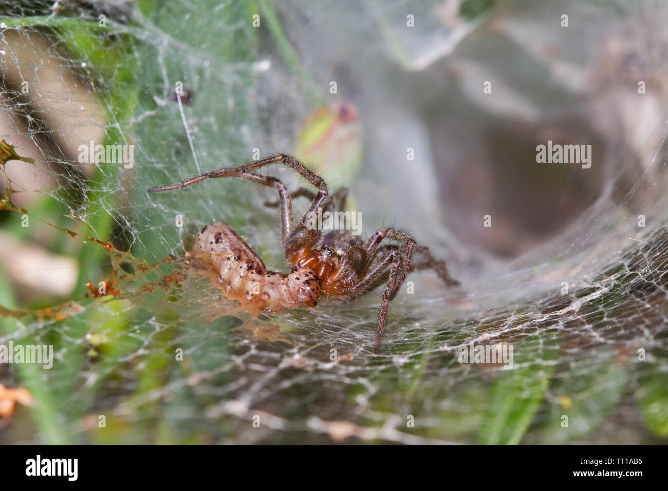 Funnel-Web spider, Agelena labyrinthica, verfing sich eine Raupe in ihrer Web Stockfoto