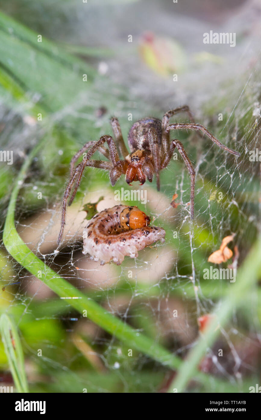 Funnel-Web spider, Agelena labyrinthica, verfing sich eine Raupe in ihrer Web Stockfoto