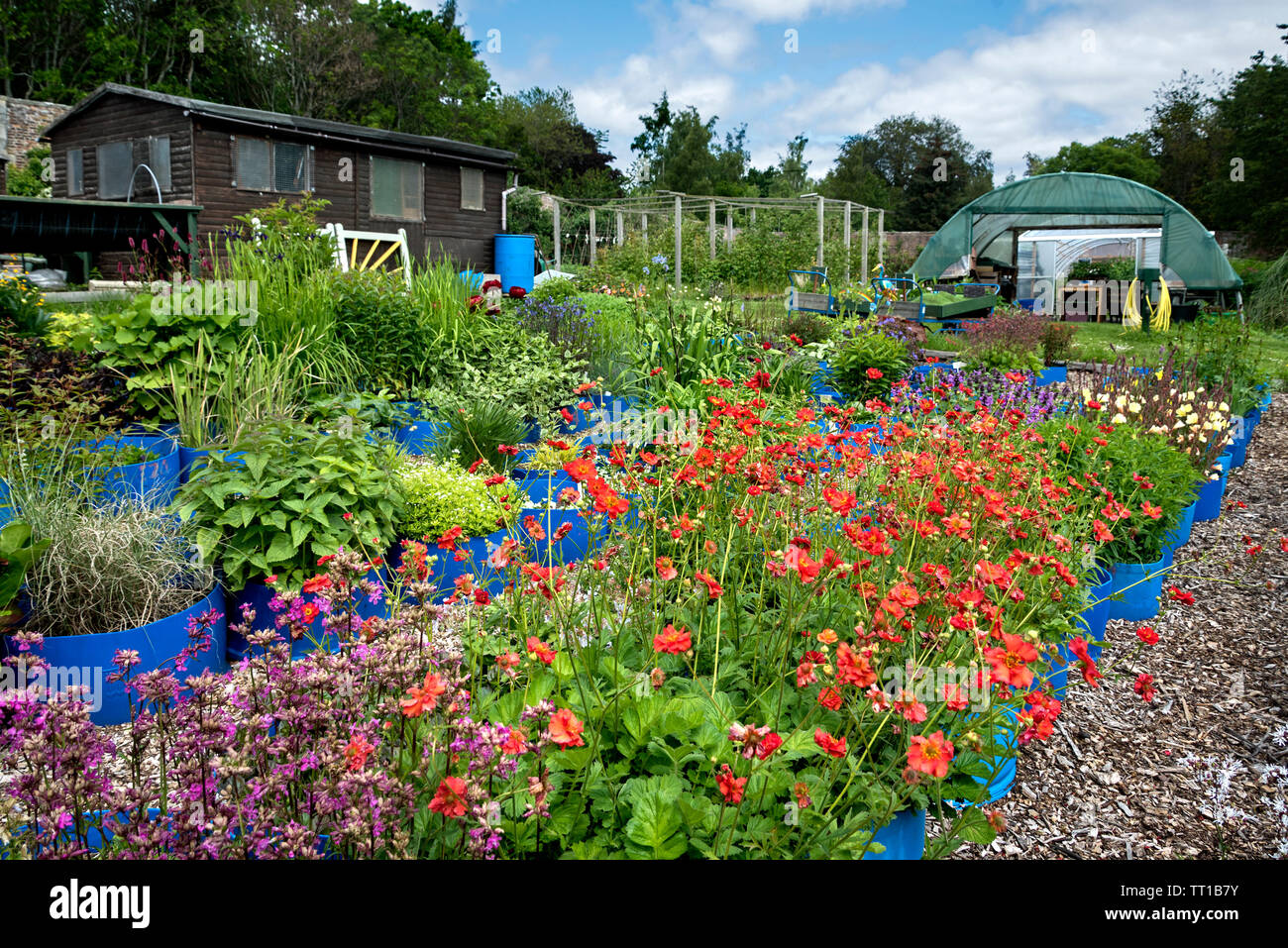 Eine Vielzahl von Blumen wachsen in den Behältern in einem Teil der SAMH (schottische Gesellschaft für psychische Gesundheit) Redhall ummauerten Garten, Edinburgh, Schottland, Großbritannien. Stockfoto