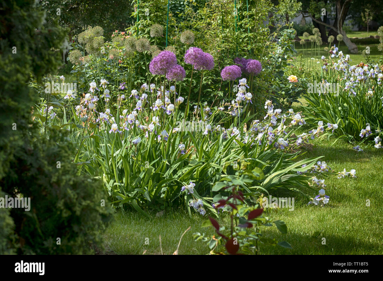 Allium giganteum Globemaster ist ein allgemeiner Name riesigen Zwiebel, der amaryllidaceae Familie. Stockfoto