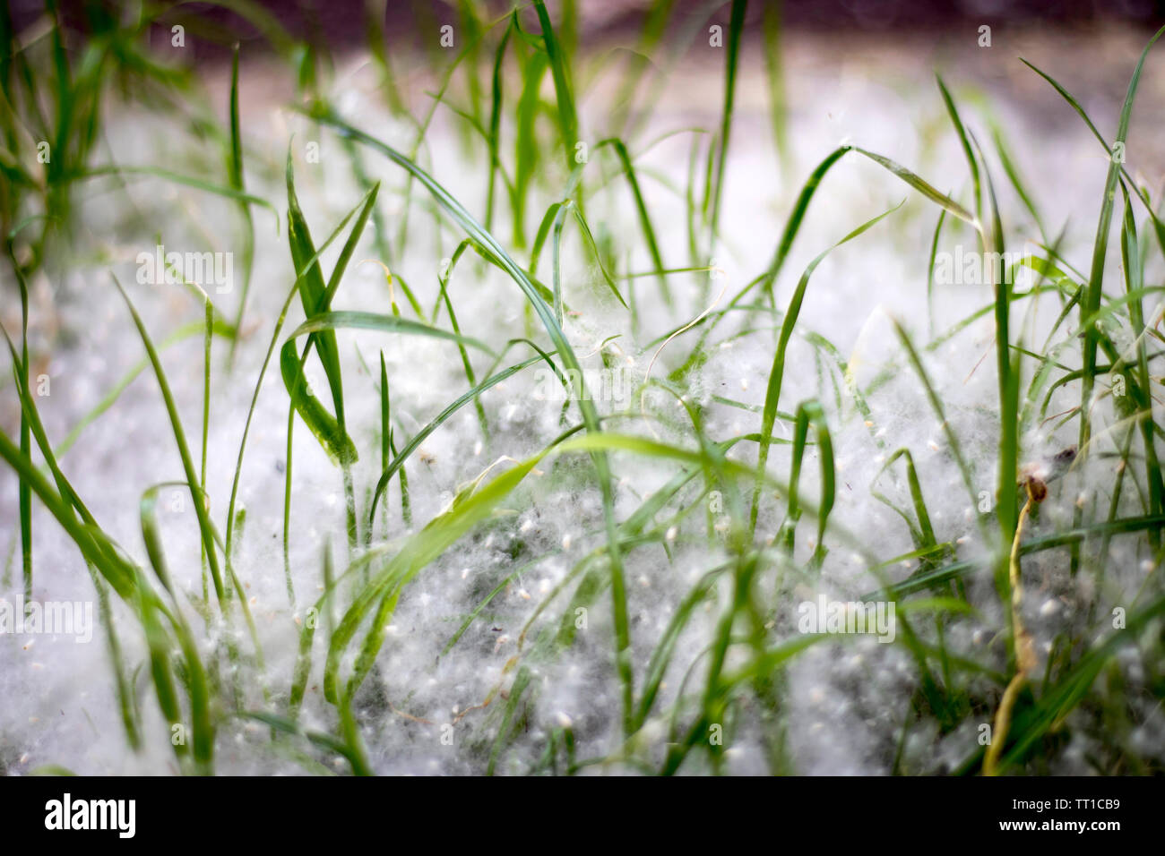 Die Pappel starkes Allergen liegt auf dem Gras auf dem Boden im Sommer an einem sonnigen Tag Stockfoto