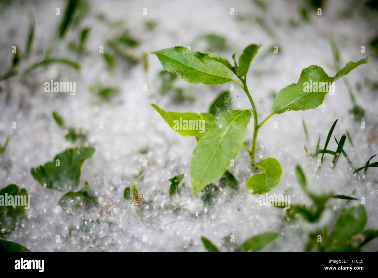 Die Pappel starkes Allergen liegt auf dem Gras auf dem Boden im Sommer an einem sonnigen Tag Stockfoto