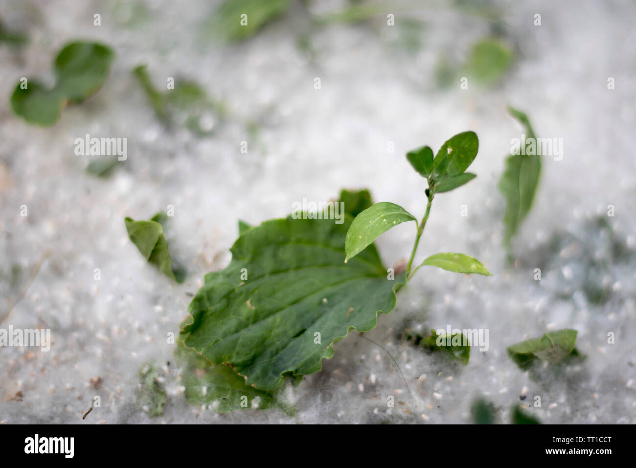 Die Pappel starkes Allergen liegt auf dem Gras auf dem Boden im Sommer an einem sonnigen Tag Stockfoto