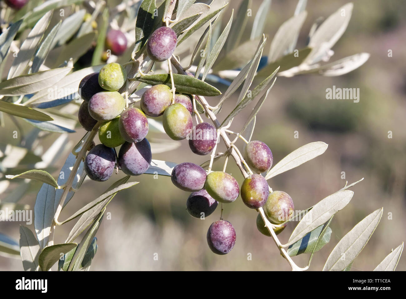Olivenöl Ast mit Blätter und Früchte in den Prozess der Reifung Stockfoto