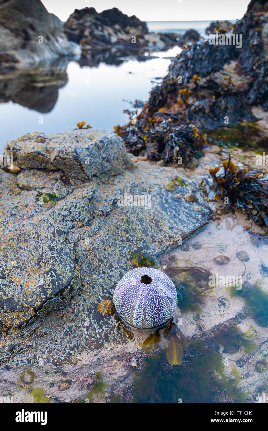 Seeigel Shell in Rock Pool an der Ostküste von Schottland Stockfoto