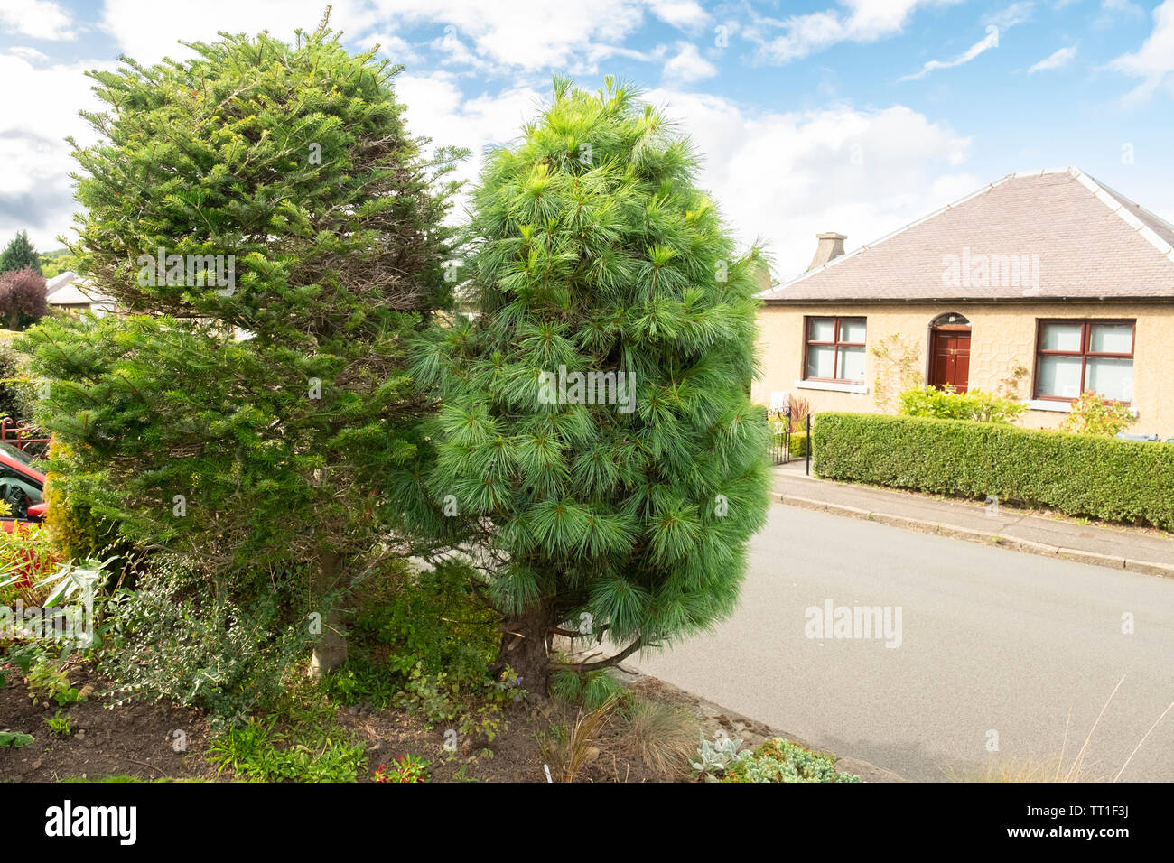 Conifer Pinien in kleinen Garten in Morningside, Edinburgh, Schottland, Großbritannien Stockfoto