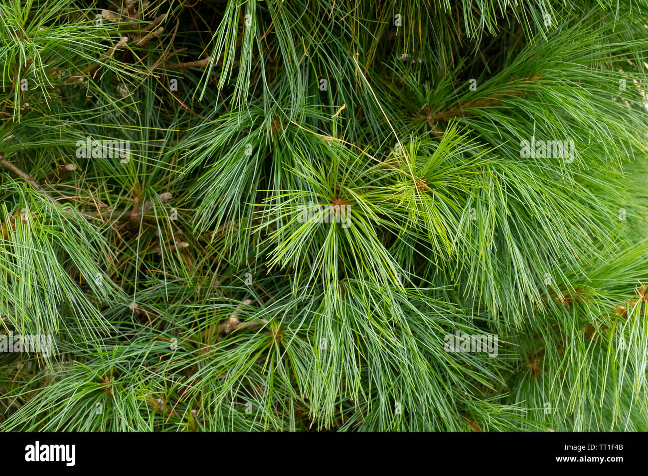 In der Nähe von Pine Tree Nadeln in einem Garten in Morningside, Edinburgh, Schottland, Großbritannien Stockfoto