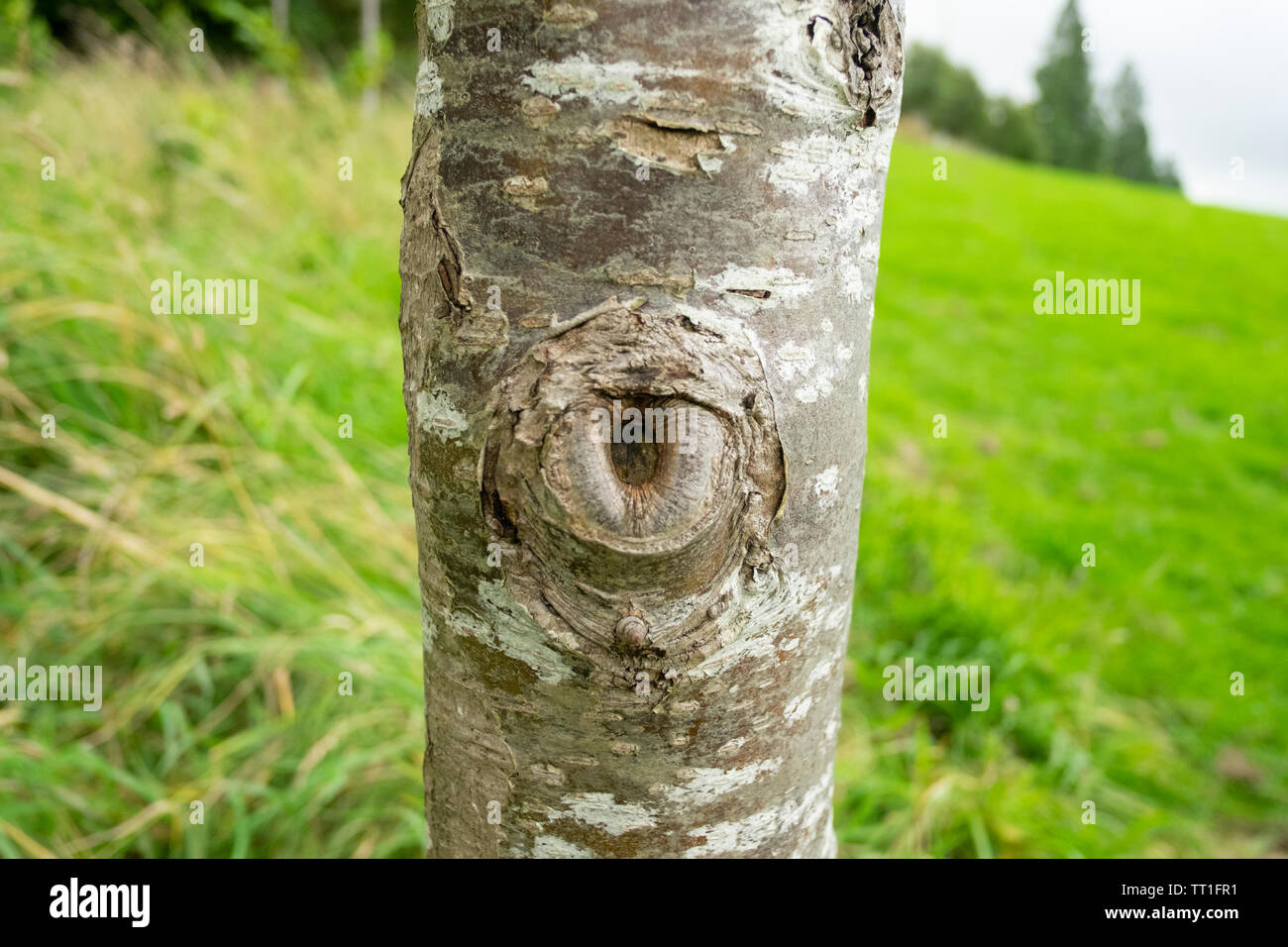 In der Nähe von Loch im Stamm von Silver Birch tree, Edinburgh, Schottland, Großbritannien Stockfoto