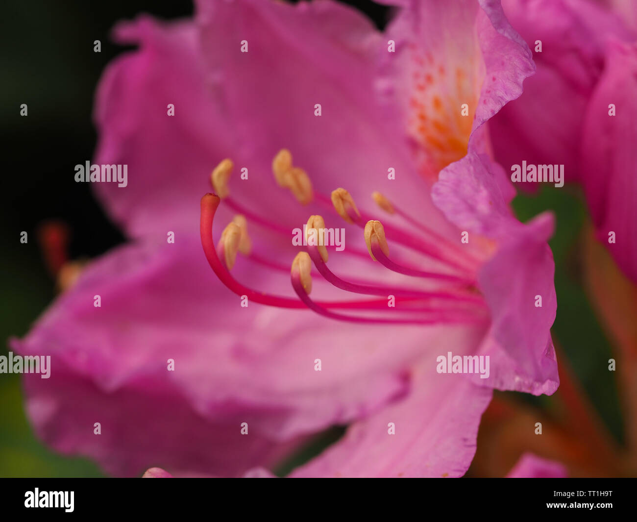 Nahaufnahme eines schönen hellen rosa Rhododedron Blume Stockfoto