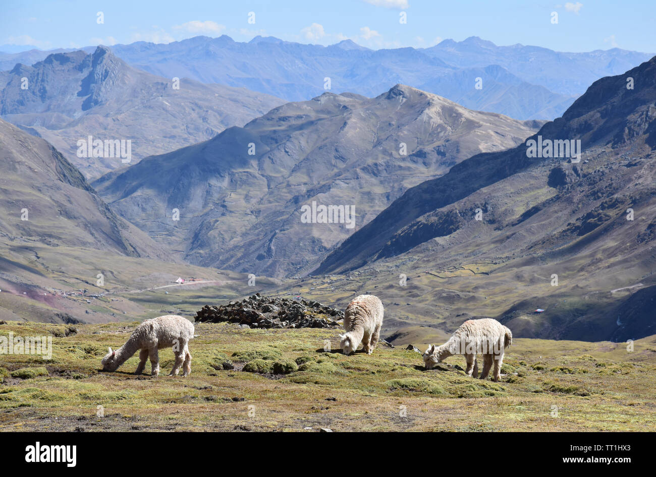 Alpakas weiden in der Nähe der Vilcanota Gebirges in der Nähe von Cusco, Peru Stockfoto