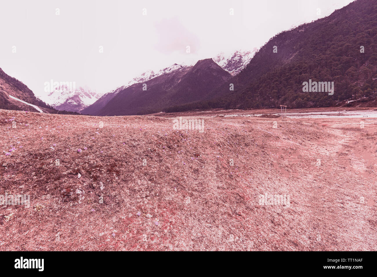Panorama, Rollen, Lachung River im Überschwemmungsgebiet, Tal, Primula, in der Regel, Blüte, Mitte April, jedes Jahr, aber blüht, ändern, aus ökologischen, Änderungen, Nord Stockfoto