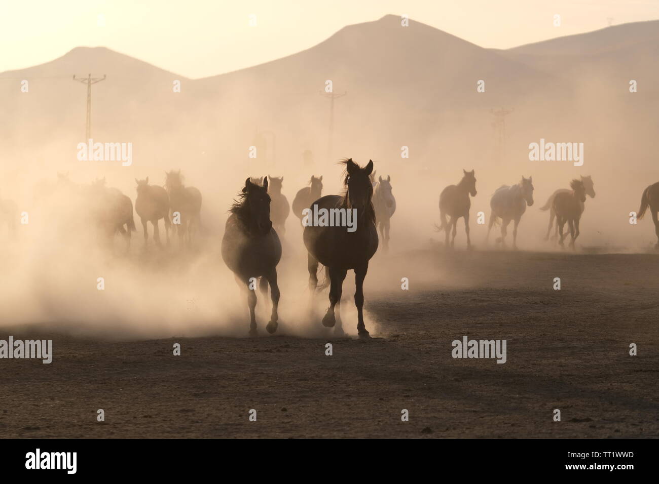 Wilde Pferde und Cowboy Betrieb in staubigen Feld Stockfoto