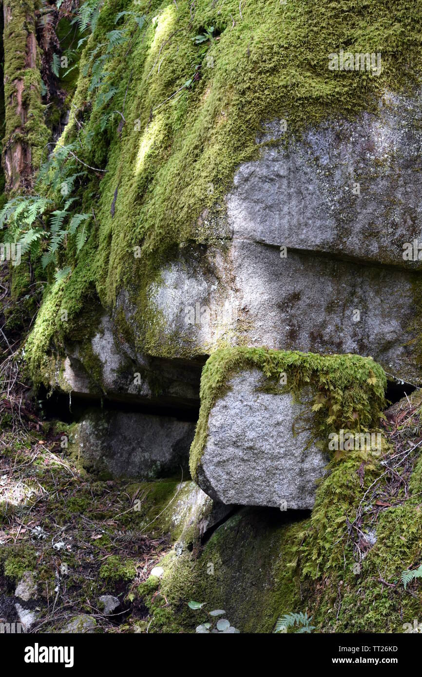 Foto von einem großen Felsbrocken im dicken grünen Moos bedeckt Stockfoto