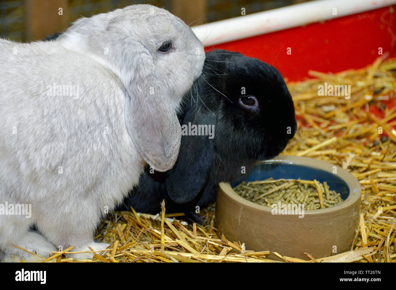 Silber und Schwarz lop-eared Kaninchen mit Futterpellets in Teller auf Stroh Stockfoto