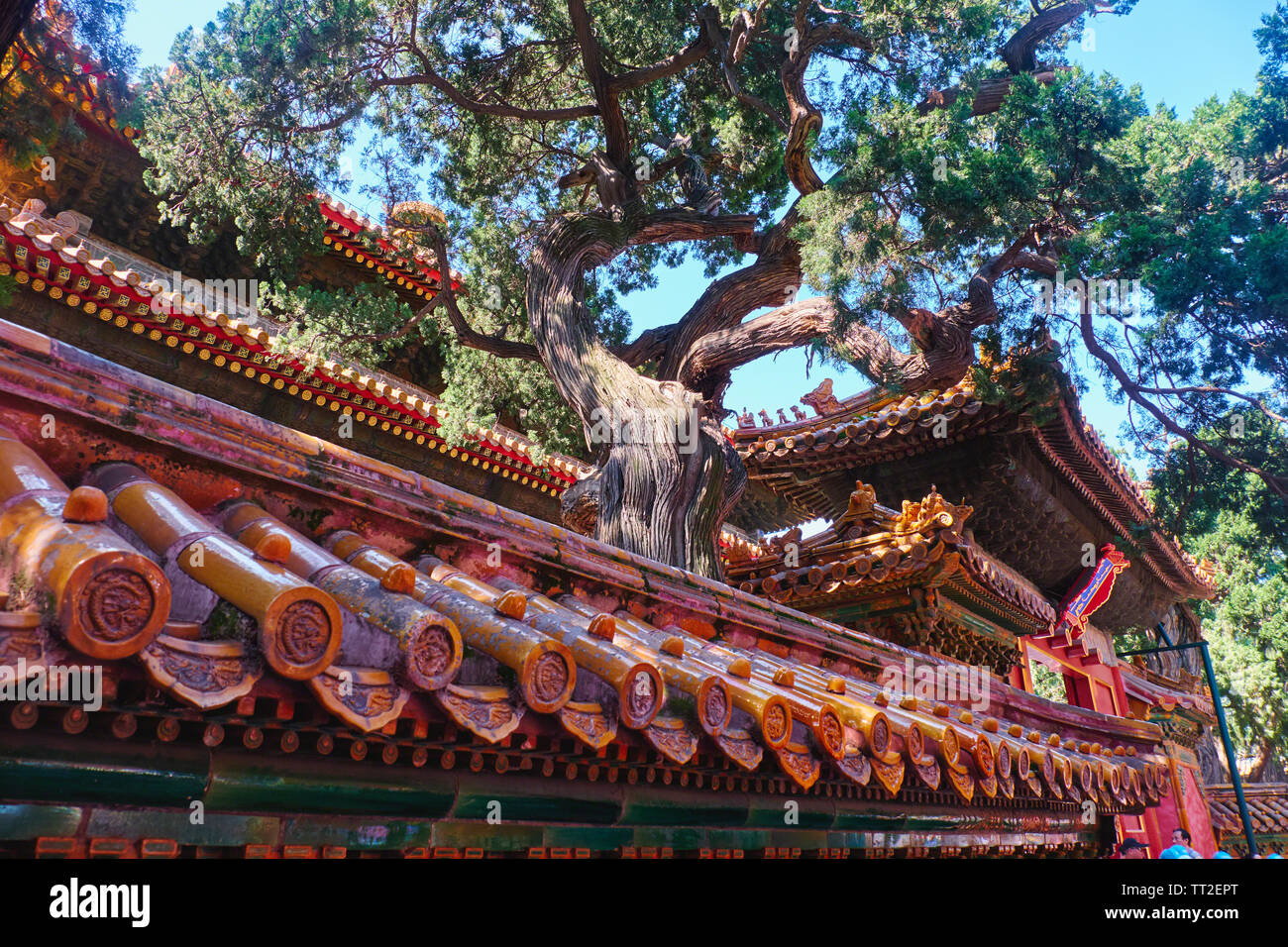 Traditionelle Chinesische Dach auf ein Tor, Imperial Garden, Peking, China Stockfoto