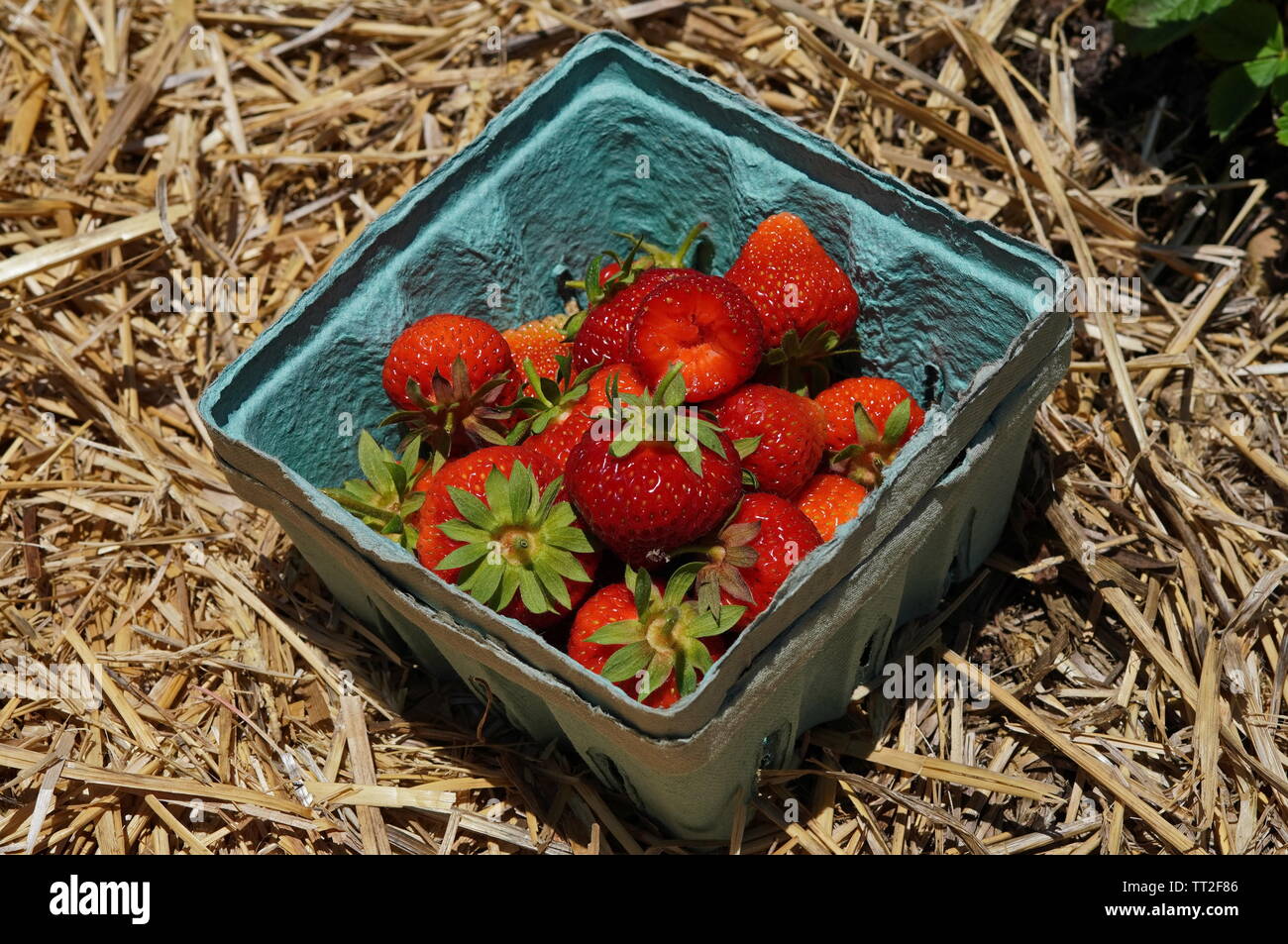 Frische Erdbeeren abgeholt in einem Container auf der Heu Stockfoto