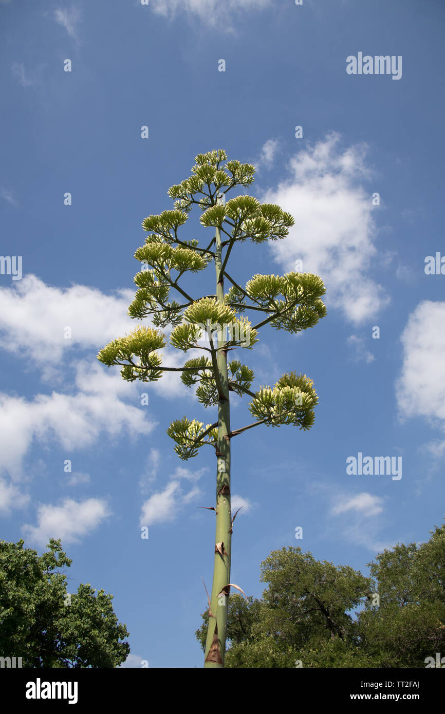 Agave cactus Blume in voller Blüte. Stockfoto