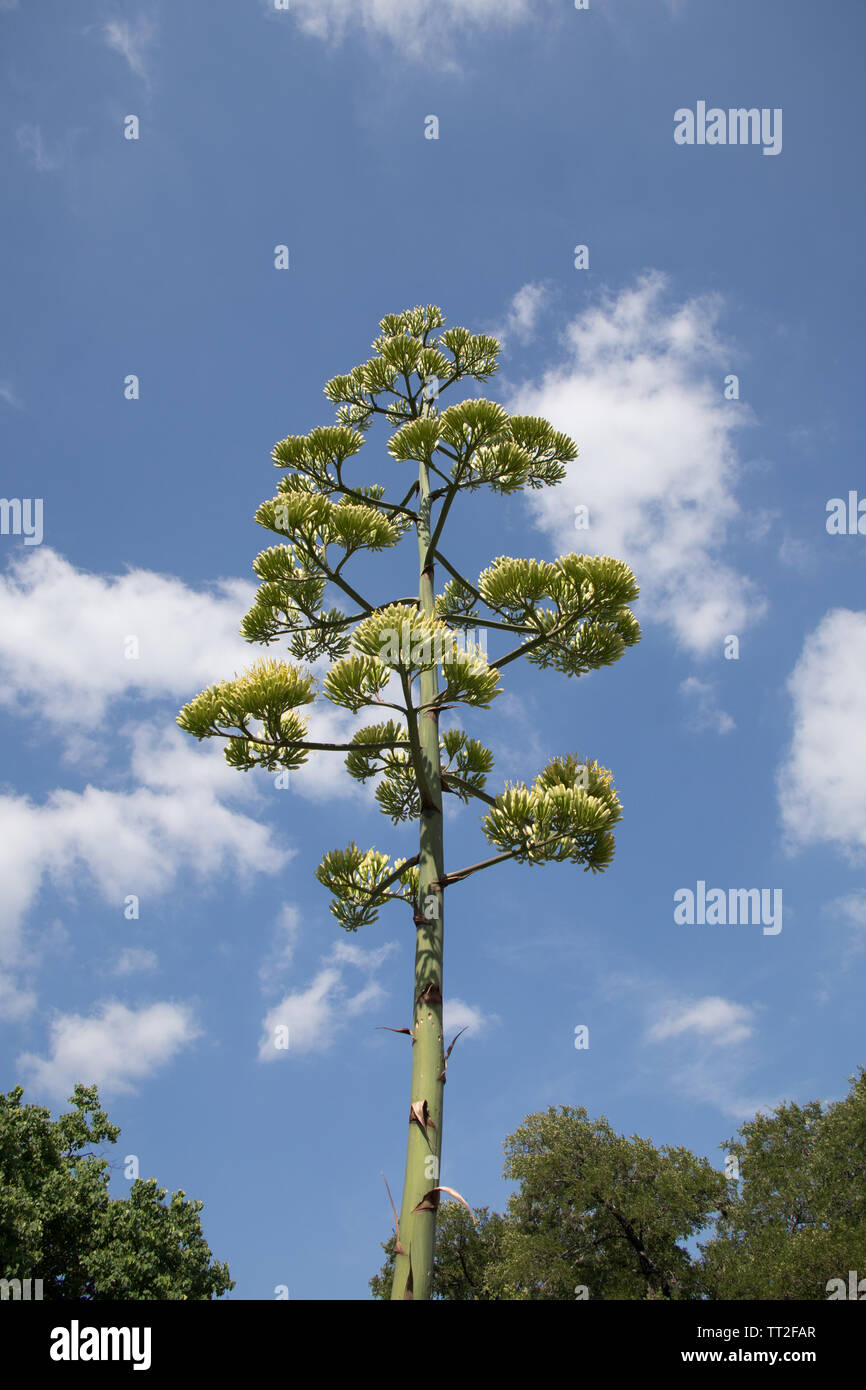 Agave cactus Blume in voller Blüte. Stockfoto