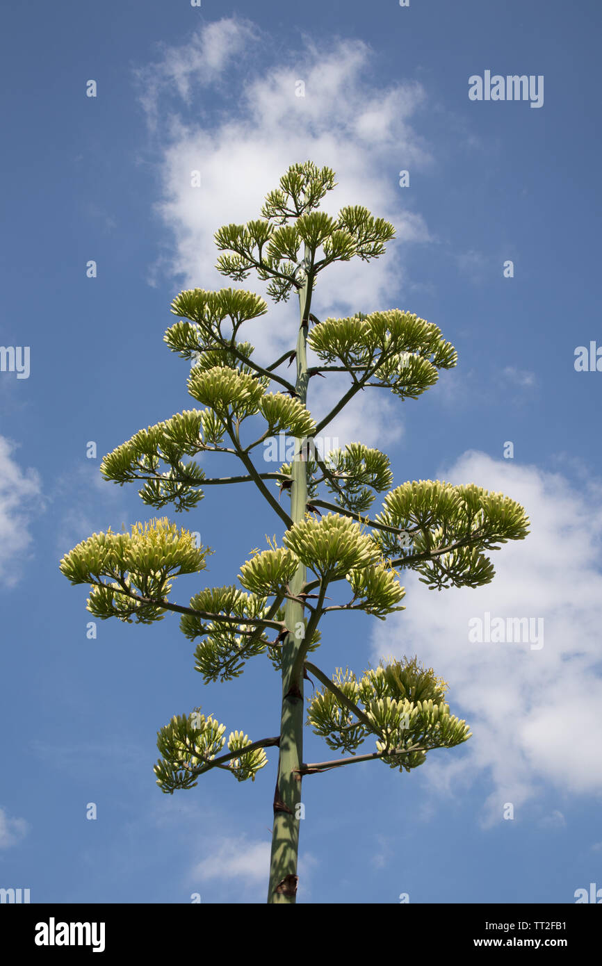 Agave cactus Blume in voller Blüte. Stockfoto