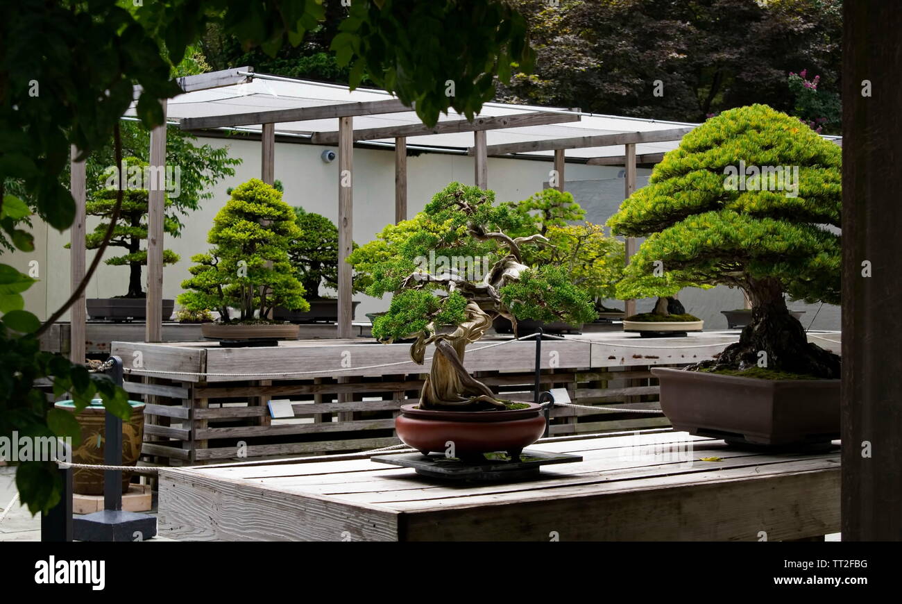 Bonsai garten Fotos und Bildmaterial in hoher Auflösung Alamy