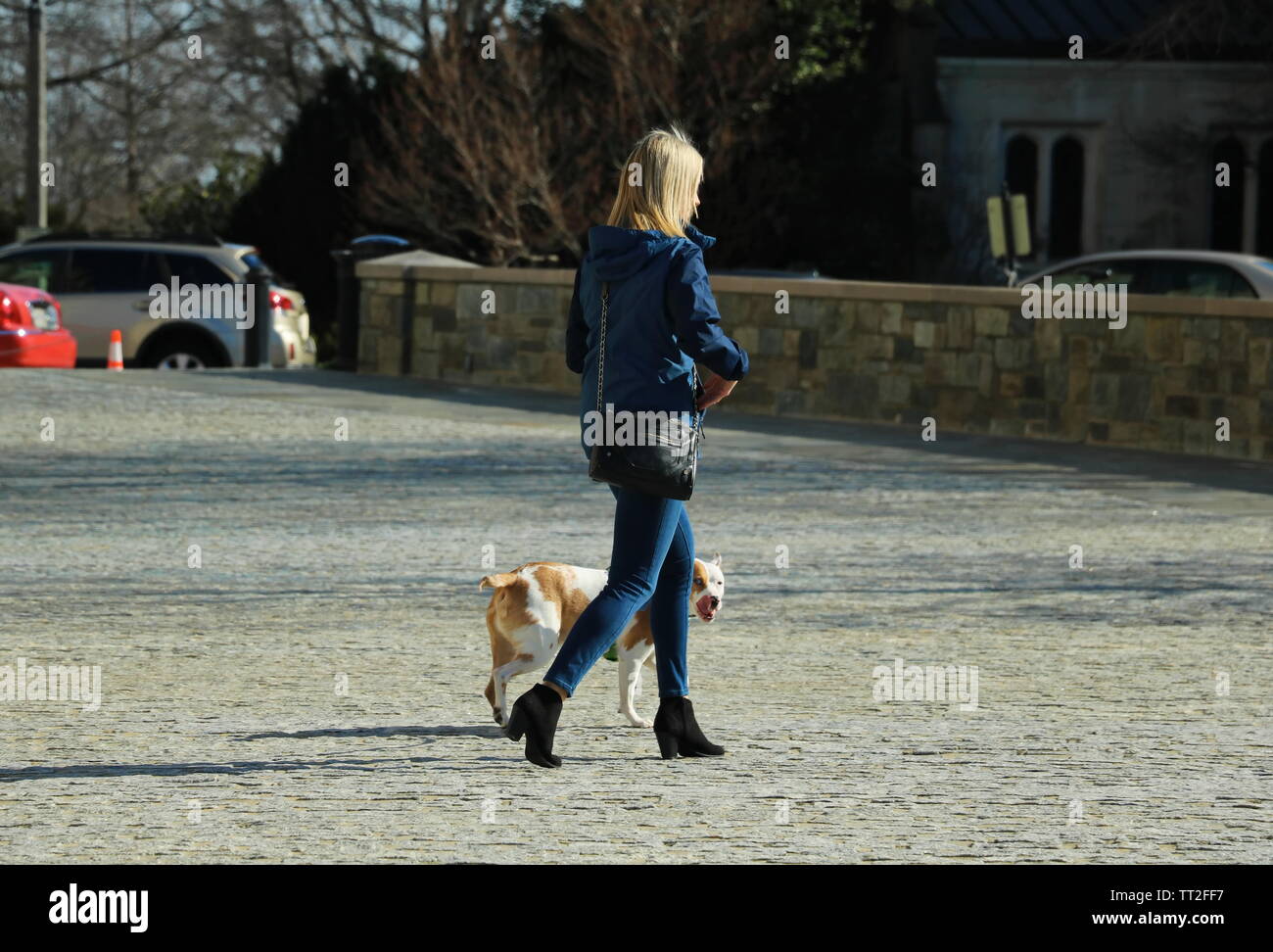 Washington D.C., Washington D.C./USA, 17. März 2019: Frau geht ihr Hund, starrt in die Kamera Stockfoto