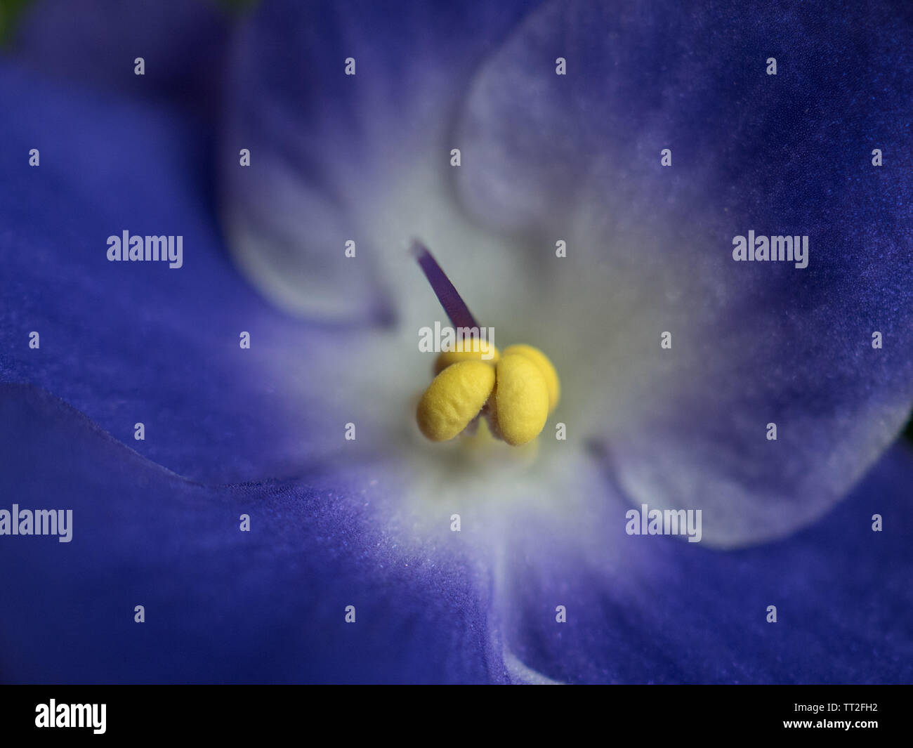 Lila violette Blume Stockfoto
