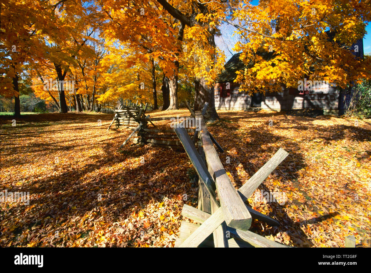 Blätter bedeckt, Straße, Wick Farm, Jockey Hollow State Park, Morristown, New Jersey Stockfoto