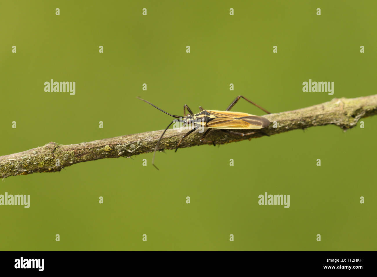 Eine hübsche männliche Gras Leptopterna dolabrata, Bug, hocken auf einem Zweig. Stockfoto