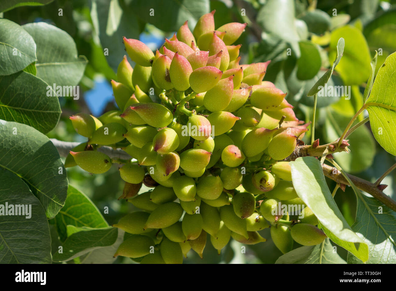 Pistazien am Baum Stockfoto
