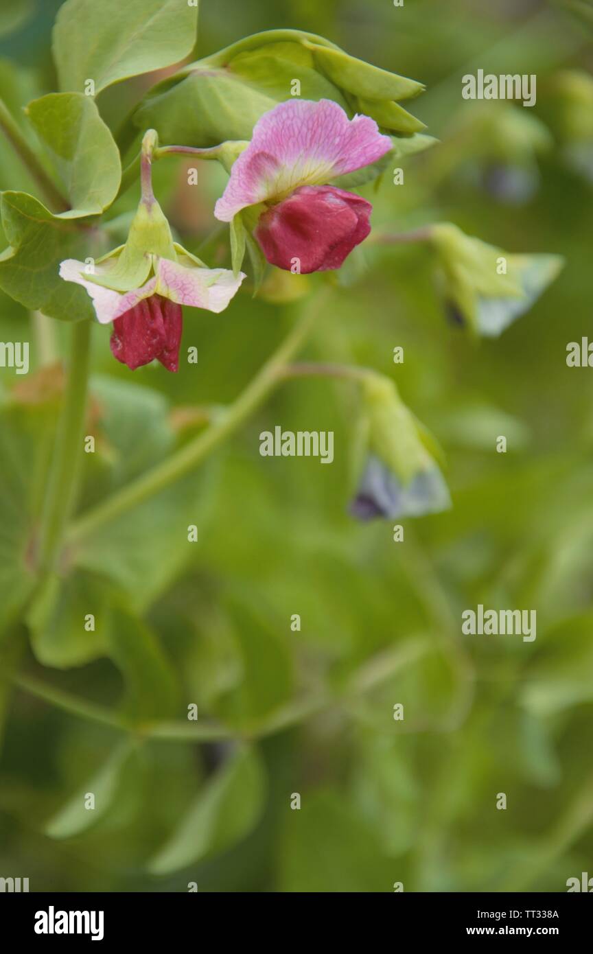 Blumen Der marrowfat Erbse in einem biologischen Gemüsegarten in Nijmegen in den Niederlanden Stockfoto