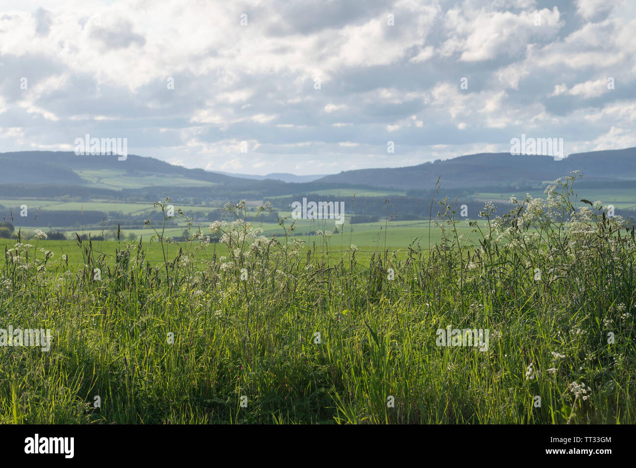 Kuh Petersilie und eine Vielzahl von verschiedenen Gräsern und Wildblumen wachsen in das Feld Marge in einem landwirtschaftlich genutzten Gebiet von Aberdeenshire. Stockfoto
