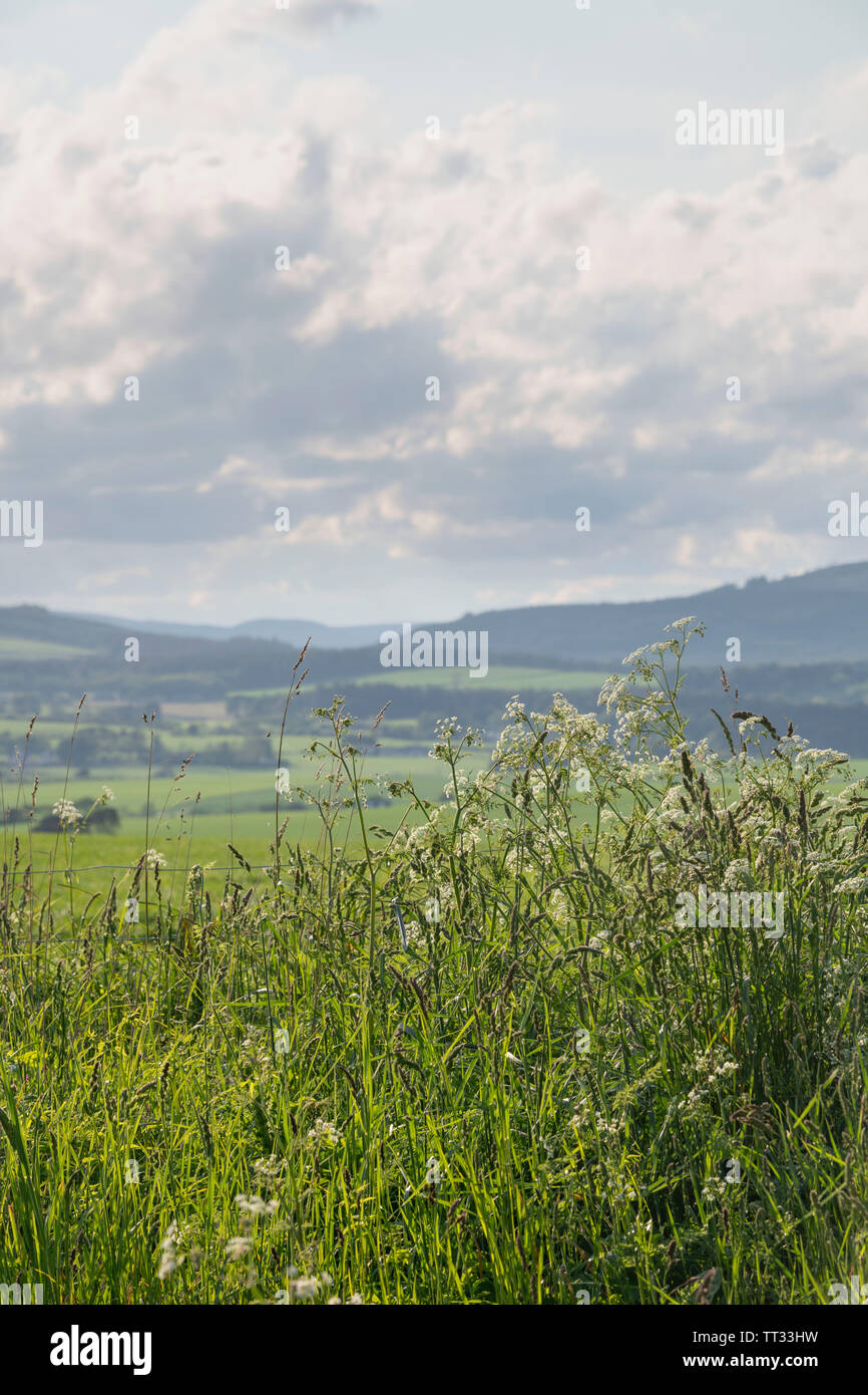 Kuh Petersilie und eine Vielzahl von verschiedenen Gräsern und Wildblumen wachsen in das Feld Marge in einem landwirtschaftlich genutzten Gebiet von Aberdeenshire. Stockfoto
