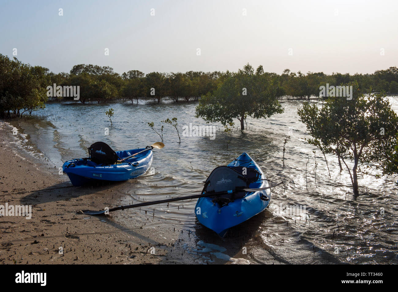 Kajaks im Mangrovenwald auf Sir Bani Yas Island, Vereinigte Arabische Emirate. Stockfoto