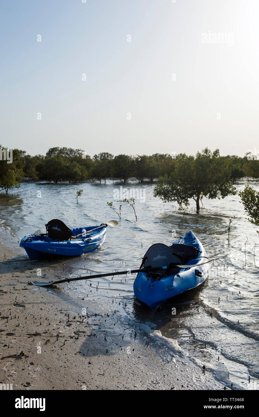 Kajaks im Mangrovenwald auf Sir Bani Yas, einer Insel im Persischen Golf, Vereinigte Arabische Emirate. Stockfoto