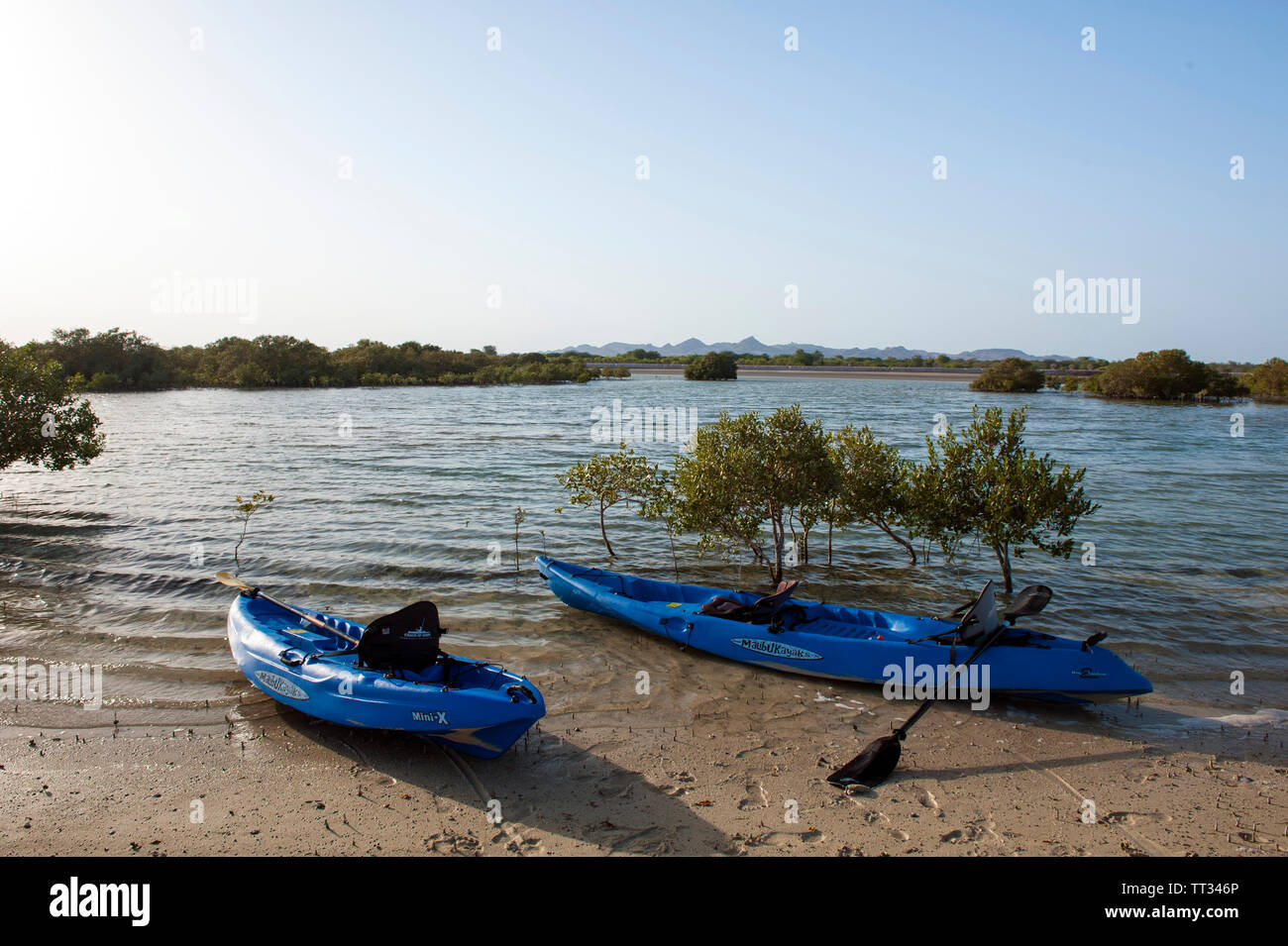 Kajaks im Mangrovenwald auf Sir Bani Yas, einer Insel im Persischen Golf, Vereinigte Arabische Emirate. Stockfoto